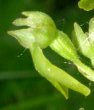 Listera ovata