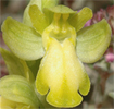 Ophrys forestieri forme chlorantha