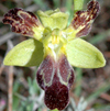 Ophrys lupercalis � 3 labelles