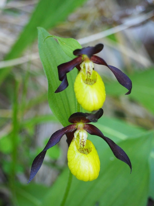 12-5-cypripedium calceolussmall