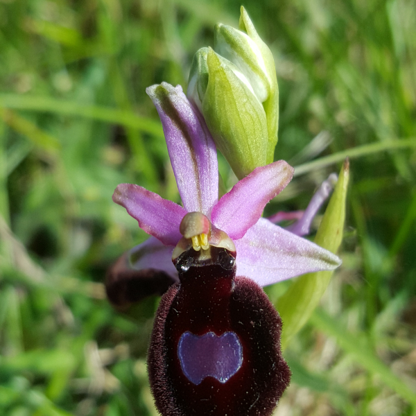 Ophrys magniflora