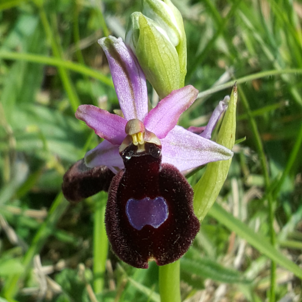 Ophrys magniflora