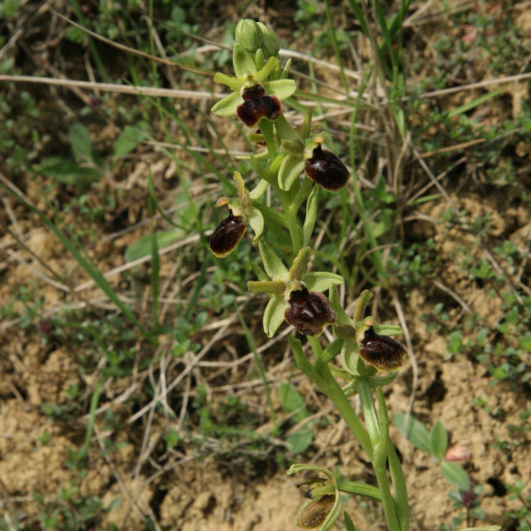 Ophrys araneola