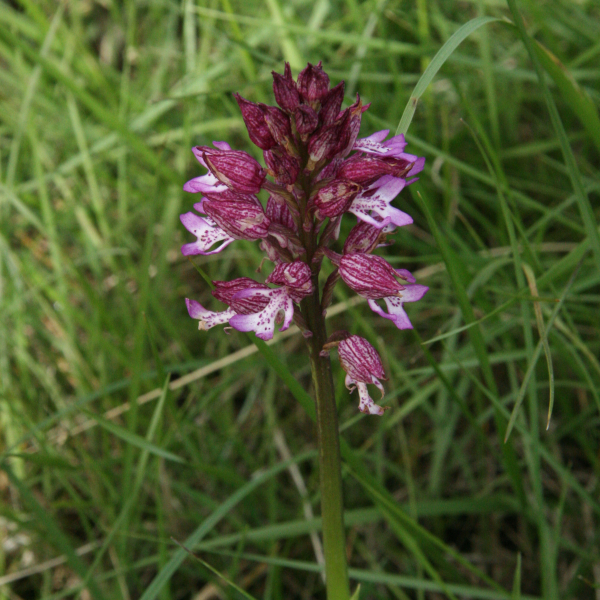 Orchis militaris