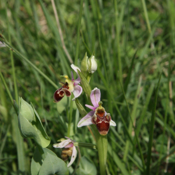 Ophrys picta