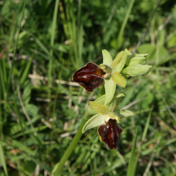 Ophrys araneola