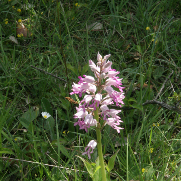Orchis militaris
