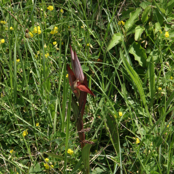 Serapia vomeracea
