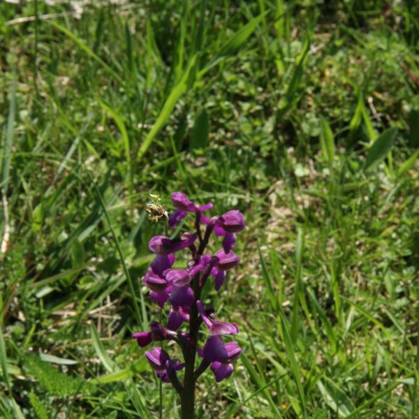 Anacamptis morio