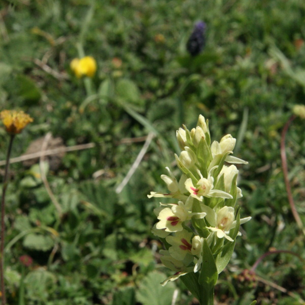 Dactylorhiza insularis bertonii