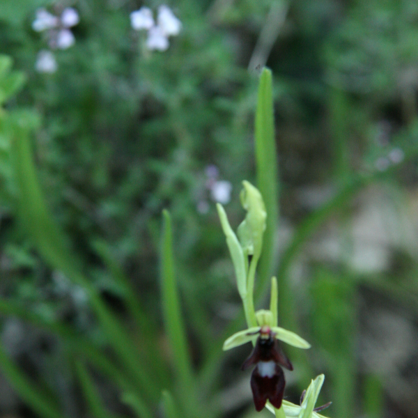 Ophrys insectifera