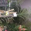 ORCHIDEES DU FENOUILLEDES