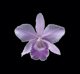 ORCHIDEES DU FENOUILLEDES