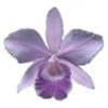 ORCHIDEES DU FENOUILLEDES