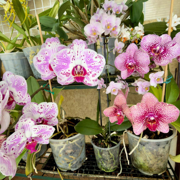Chantal_COLLIGNON