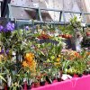 ACTIVITES &raquo; ORCHIDEES DU FENOUILLEDES &raquo; LONDRES_2015