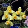 ORCHIDEES DU FENOUILLEDES