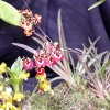ORCHIDEES DU FENOUILLEDES