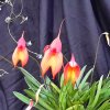 ORCHIDEES DU FENOUILLEDES