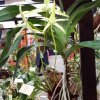 ORCHIDEES DU FENOUILLEDES