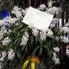 ORCHIDEES DU FENOUILLEDES