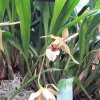 ORCHIDEES DU FENOUILLEDES