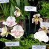 ORCHIDEES DU FENOUILLEDES