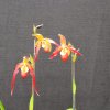 ORCHIDEES DU FENOUILLEDES