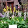 ORCHIDEES DU FENOUILLEDES