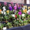 ORCHIDEES DU FENOUILLEDES