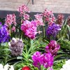 ORCHIDEES DU FENOUILLEDES