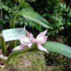 ORCHIDEES DU FENOUILLEDES