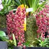 ORCHIDEES DU FENOUILLEDES