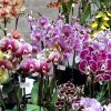 ORCHIDEES DU FENOUILLEDES