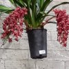 ORCHIDEES DU FENOUILLEDES
