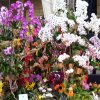 ORCHIDEES DU FENOUILLEDES