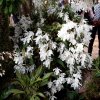 ORCHIDEES DU FENOUILLEDES