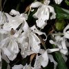 ORCHIDEES DU FENOUILLEDES