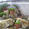 ORCHIDEES DU FENOUILLEDES