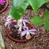 ORCHIDEES DU FENOUILLEDES