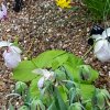 ORCHIDEES DU FENOUILLEDES