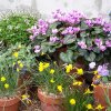 ORCHIDEES DU FENOUILLEDES
