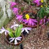 ORCHIDEES DU FENOUILLEDES