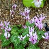 ORCHIDEES DU FENOUILLEDES