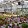 ORCHIDEES DU FENOUILLEDES