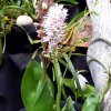 ORCHIDEES DU FENOUILLEDES