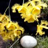 ORCHIDEES DU FENOUILLEDES