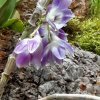 ORCHIDEES DU FENOUILLEDES