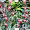 ORCHIDEES DU FENOUILLEDES