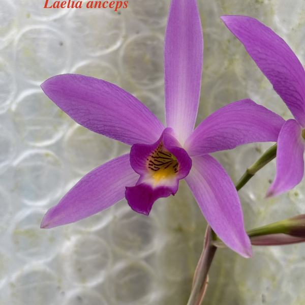 PLANTES_MEMBRES &raquo; Michele_laermans &raquo; MLAERMANS